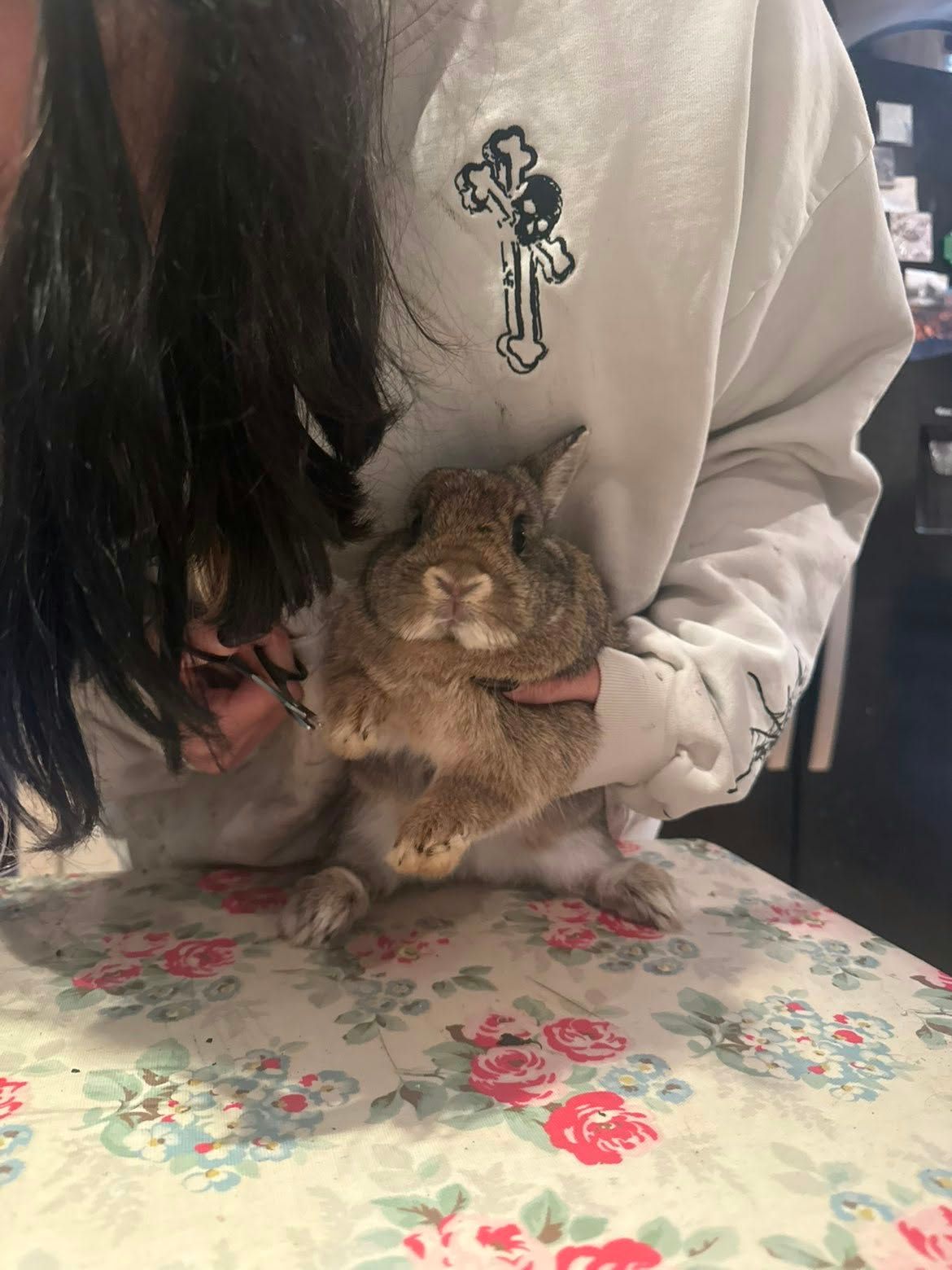 Jenny supporting a brown rabbit upright on the table while carefully clipping its claws