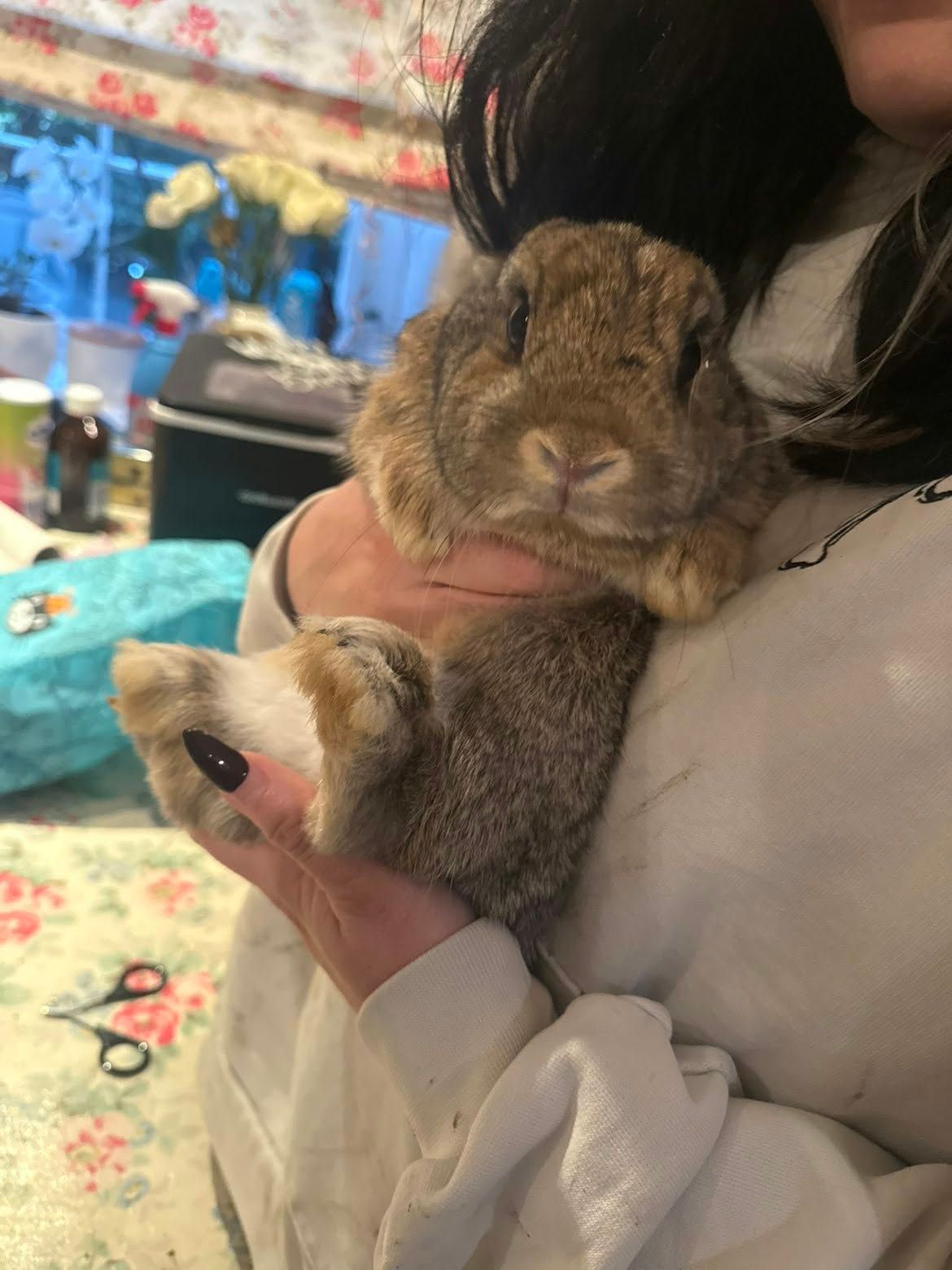 Close-up of a brown lop-eared rabbit resting on Jenny’s shoulder while she holds its front paws