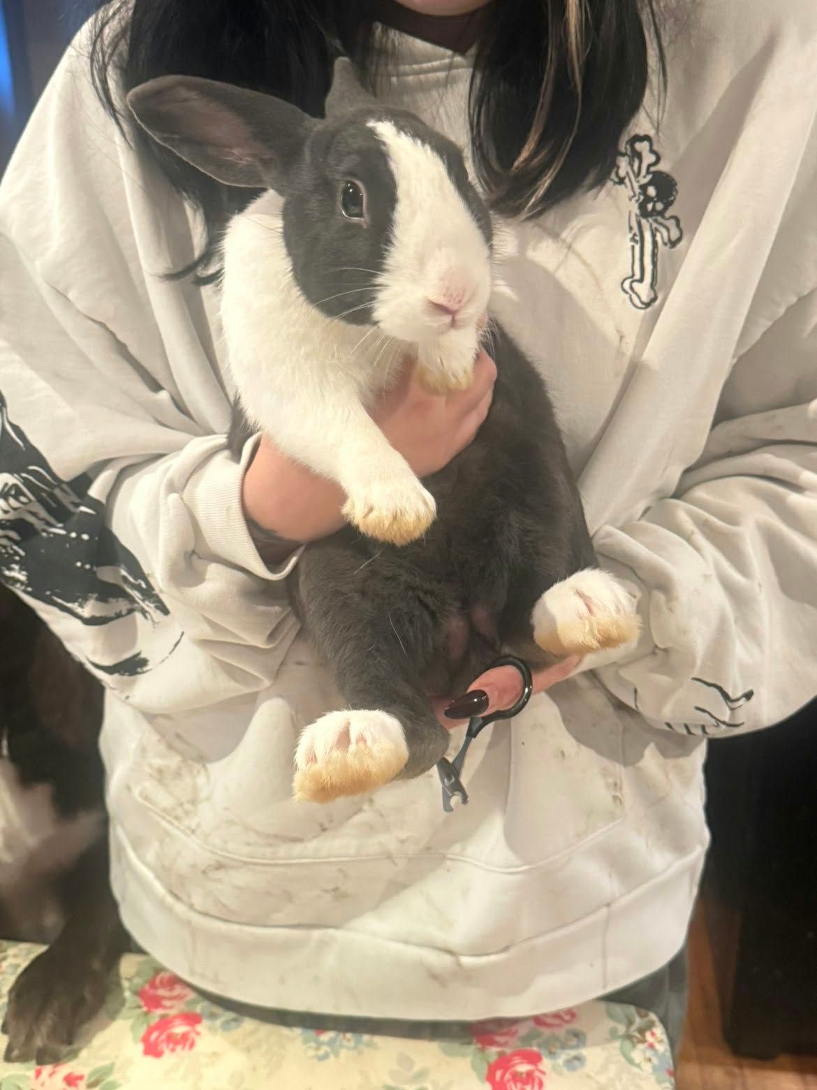 A black and white Dutch rabbit held securely in Jenny’s arms, looking towards the camera