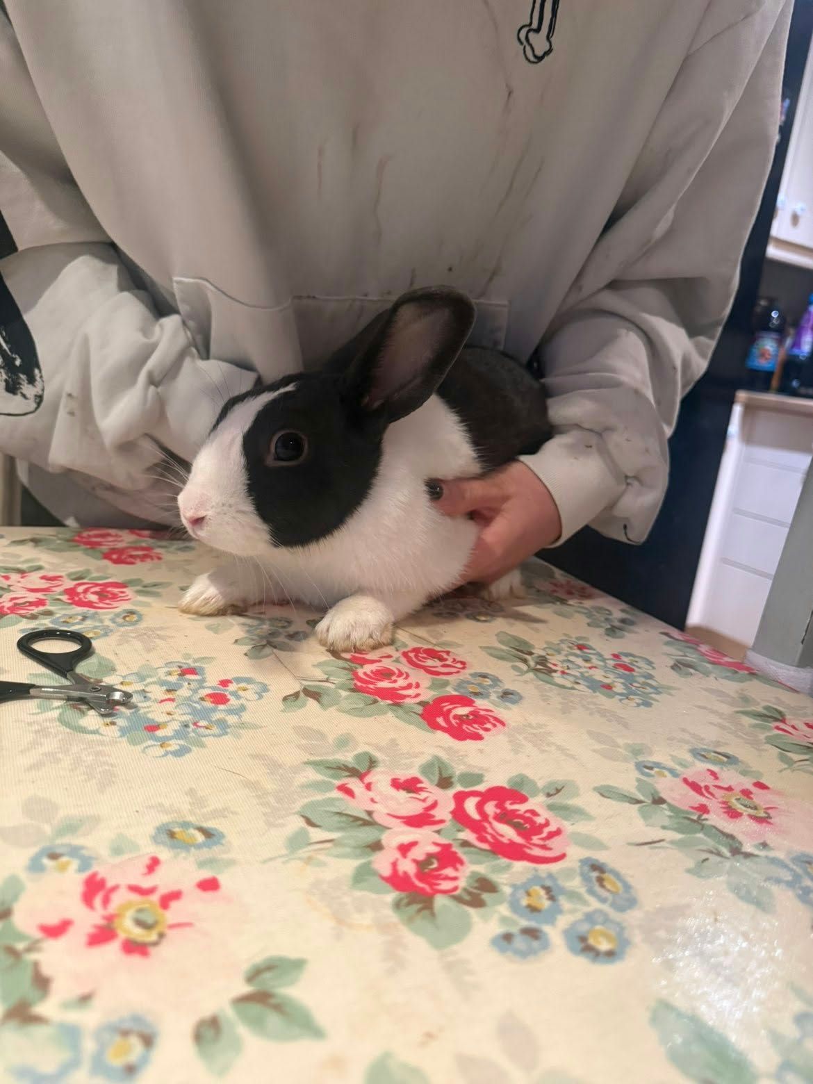 A black and white Dutch rabbit sitting calmly on a floral tablecloth, steadied by Jenny’s hand