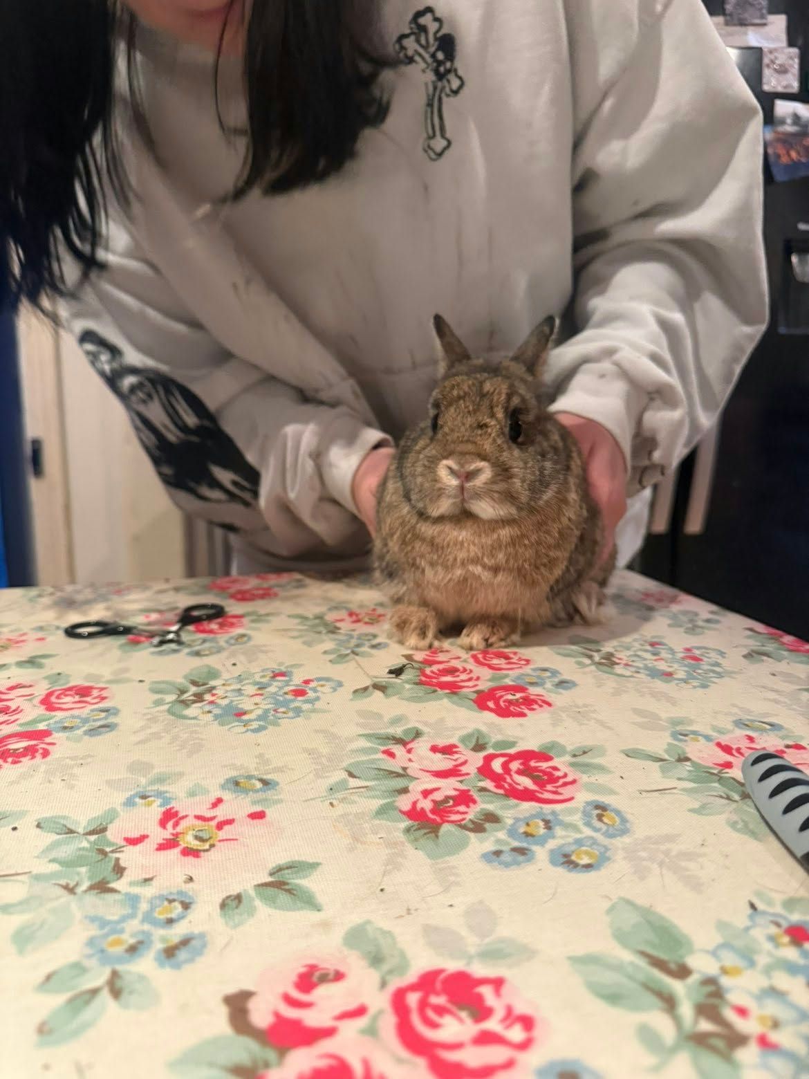 A small brown dwarf rabbit sitting on a floral tablecloth, gently held in place by Jenny