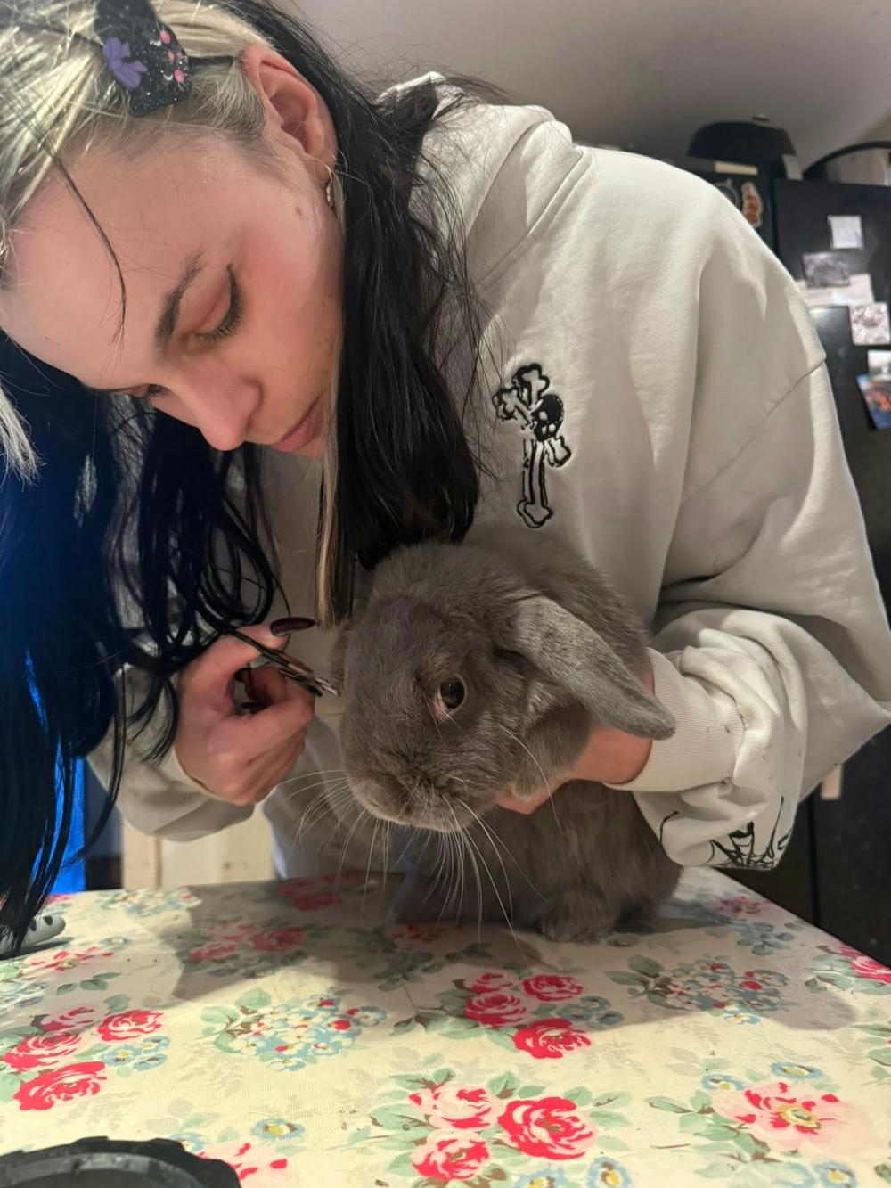 Jenny leaning in to look closely at a grey lop-eared rabbit sitting calmly on a floral tablecloth