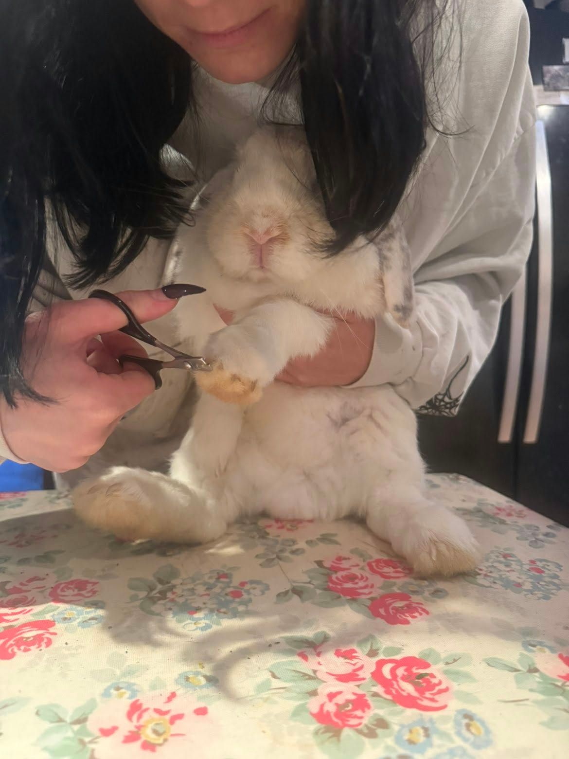 Jenny holding a white lop-eared rabbit upright and trimming the claws on its front paw