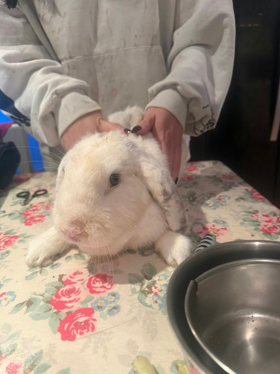 A white lop-eared rabbit with grey-flecked ears relaxing on the table as Jenny strokes its back